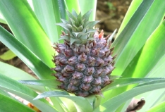 パイナップル