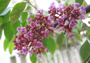 スターフルーツ