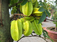 スターフルーツ